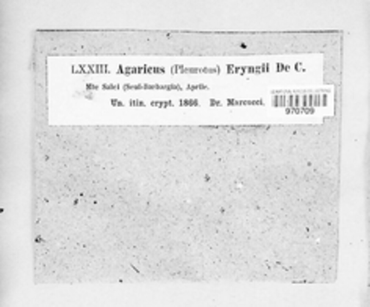 Agaricus eryngii image